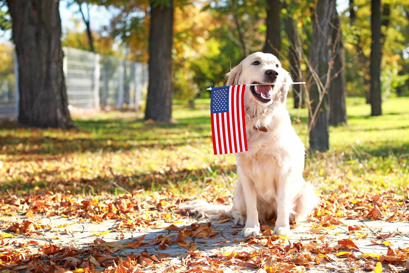 Cute Dog with National Flag of USA in Park