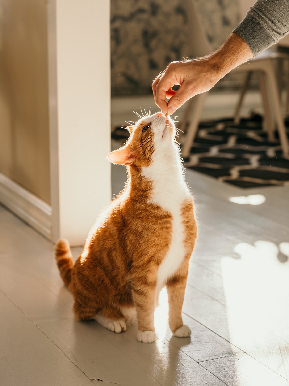 Cat getting cat treats