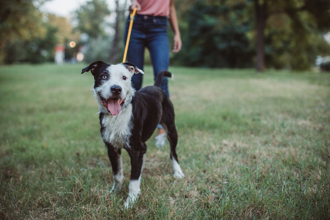 Pet sitter and dogs in walk